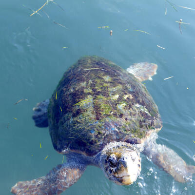 Mouikis Hotel - Location, Sea turtles